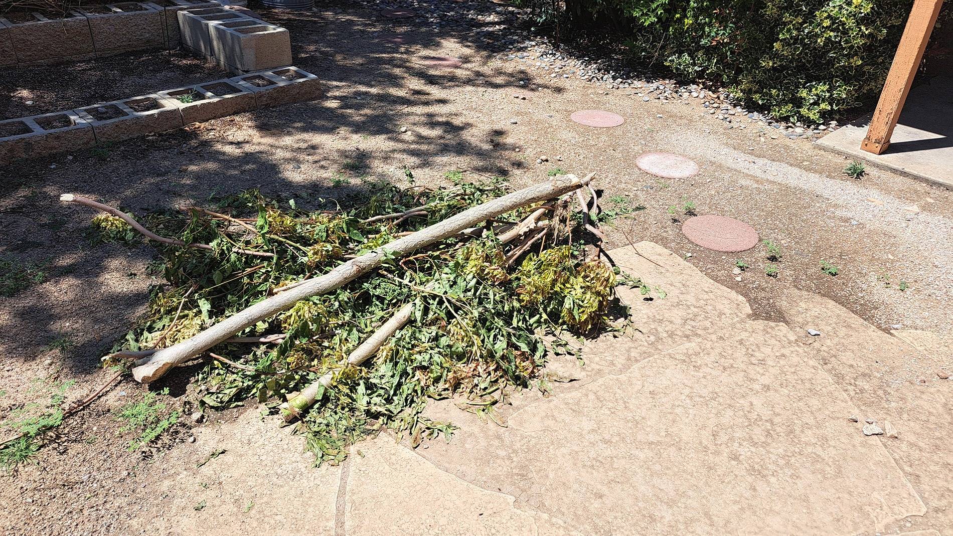 Pile of remains (jpg).jpg