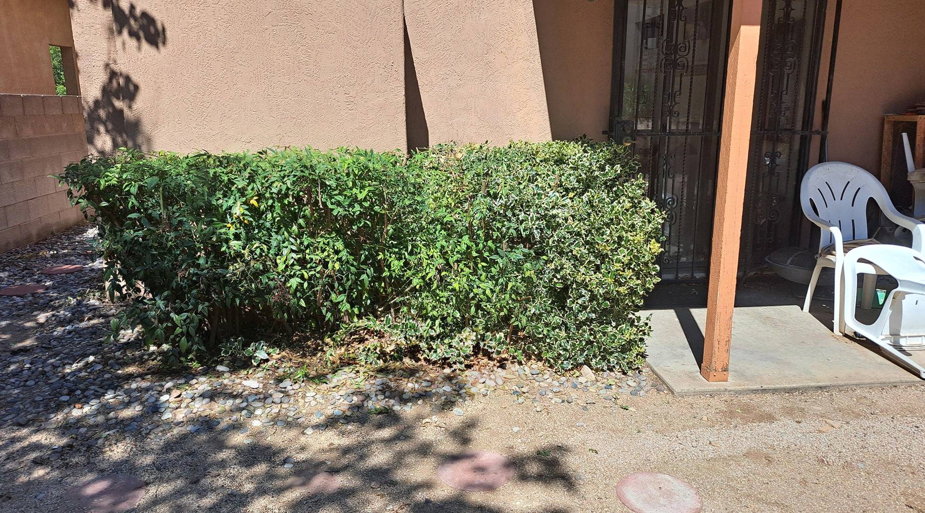 Back yard (jpg).jpg