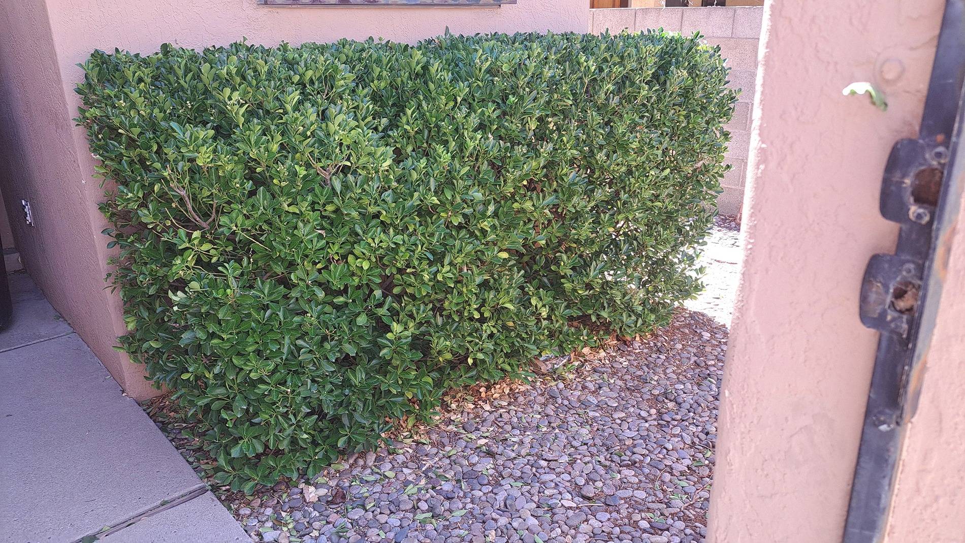 Front yard (hedge 1) jpg.jpg