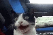 what-cat.gif