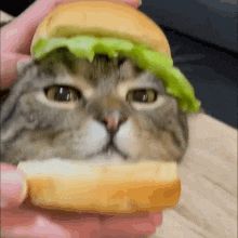 1724434678014-e3.gif