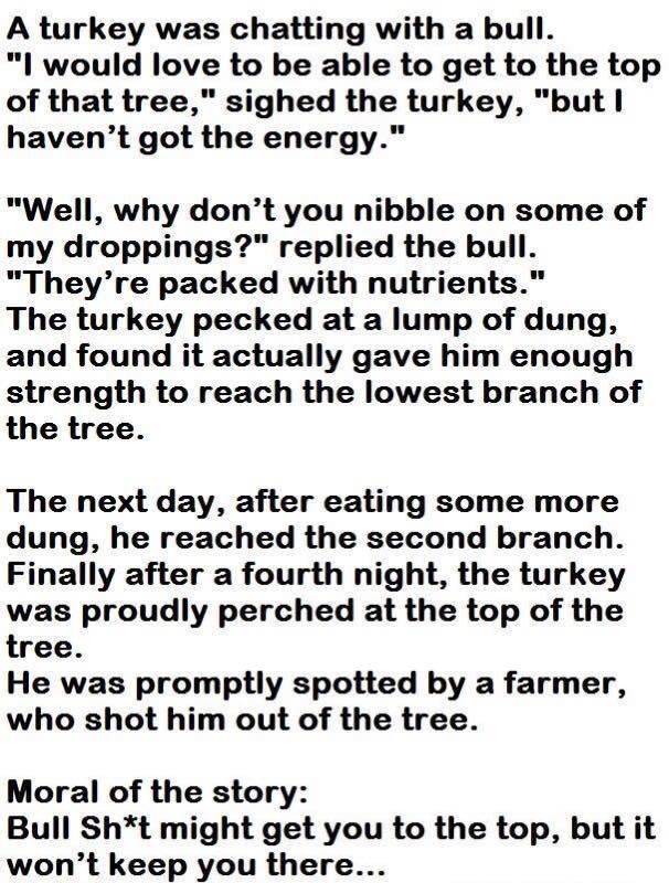 Turkey and bull.jpg