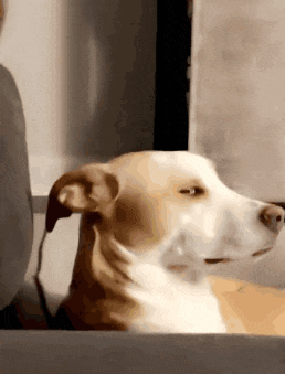 dog-side-eye.gif