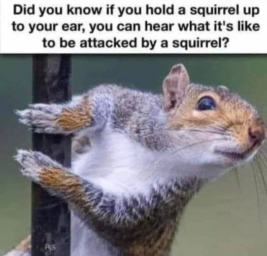 squirrel-attack.webp