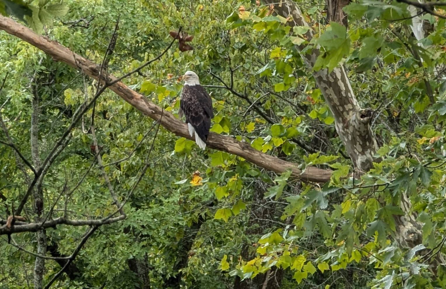 eagle parklands 9_6_24 (3).jpg