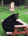 Resized_1725845076929_332070345454729(1).gif