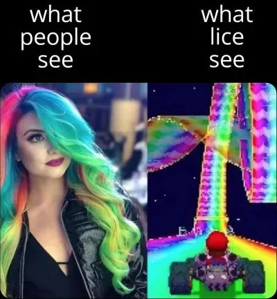 Lice.webp