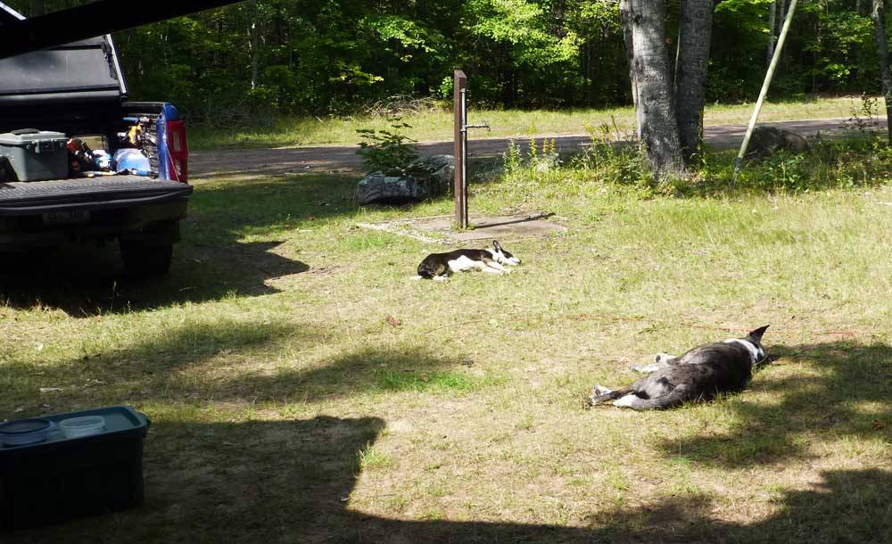 campdogstired64.jpg