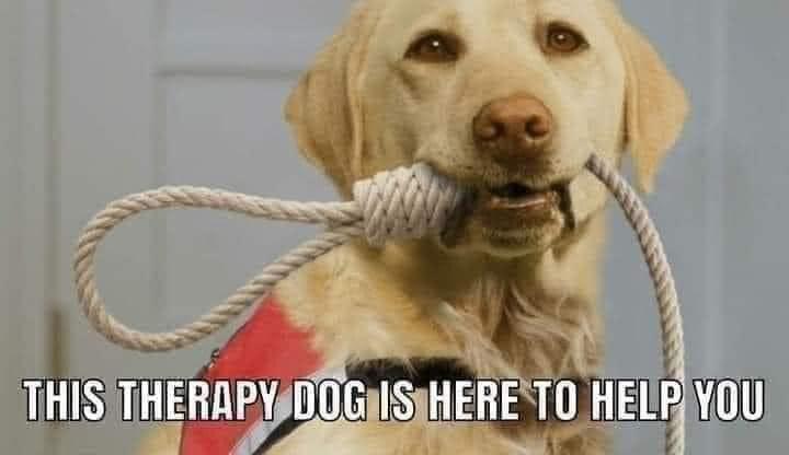 therapy dog.jpg