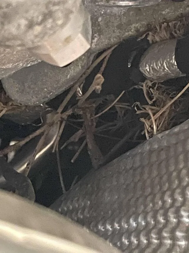 ratnest.webp