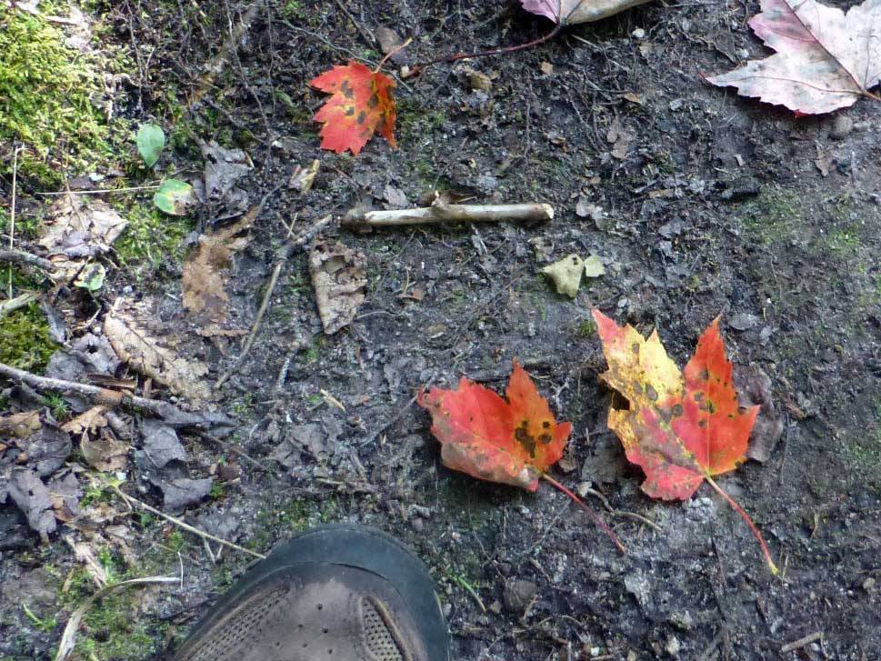 fallleaves73.jpg