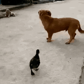 1726657131545-o0.gif