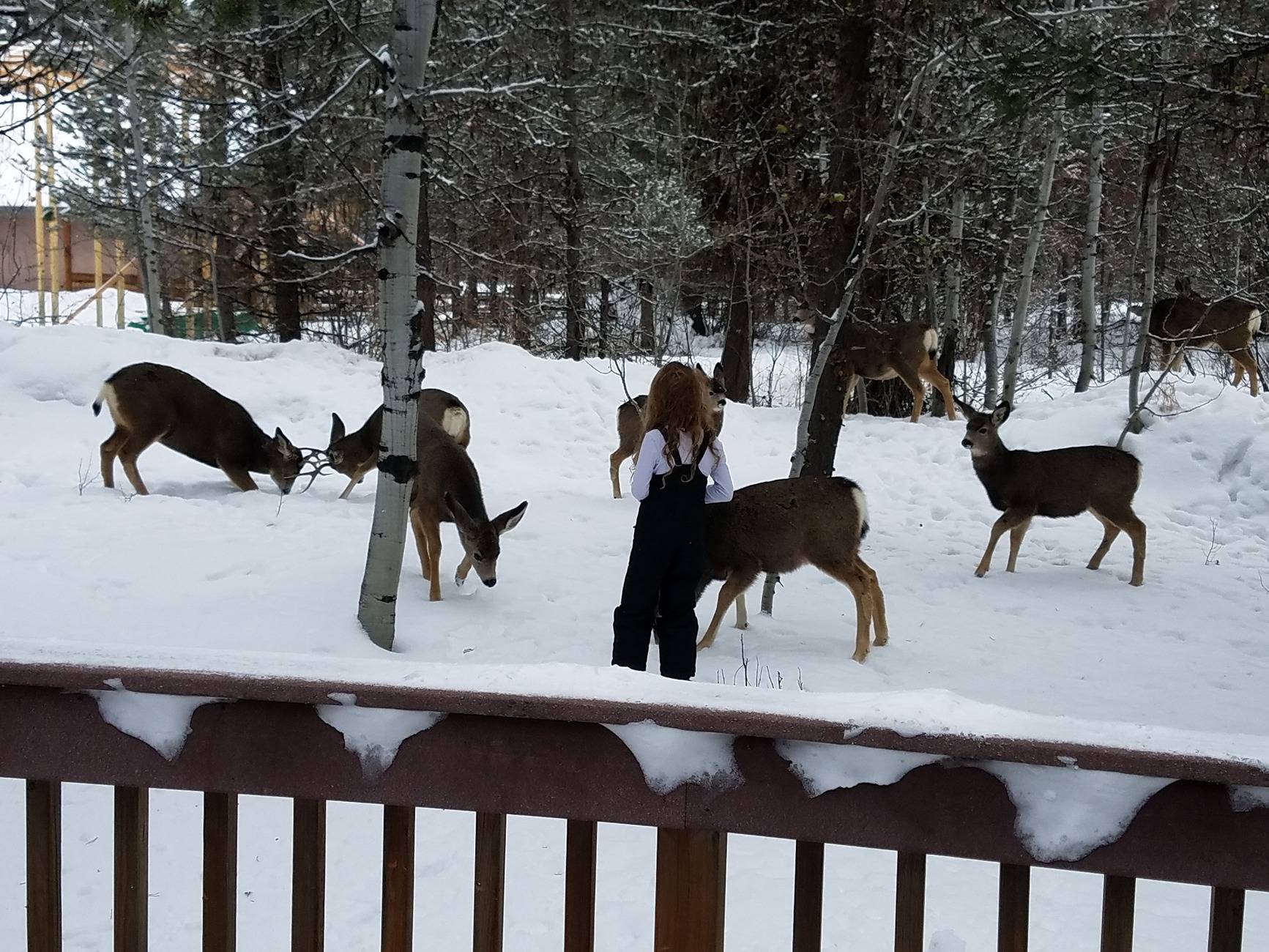 deer group.jpg