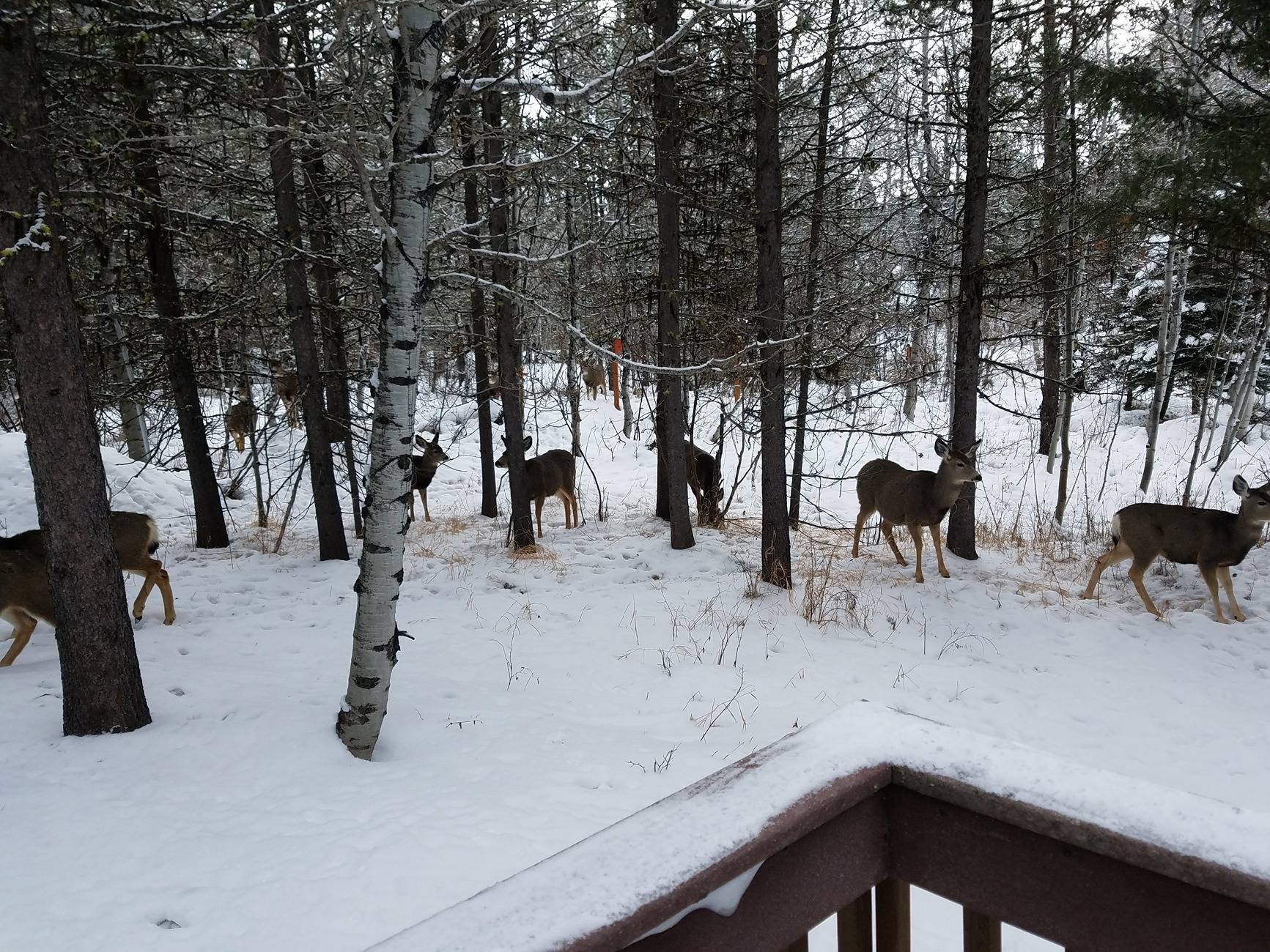 deer herd.jpg