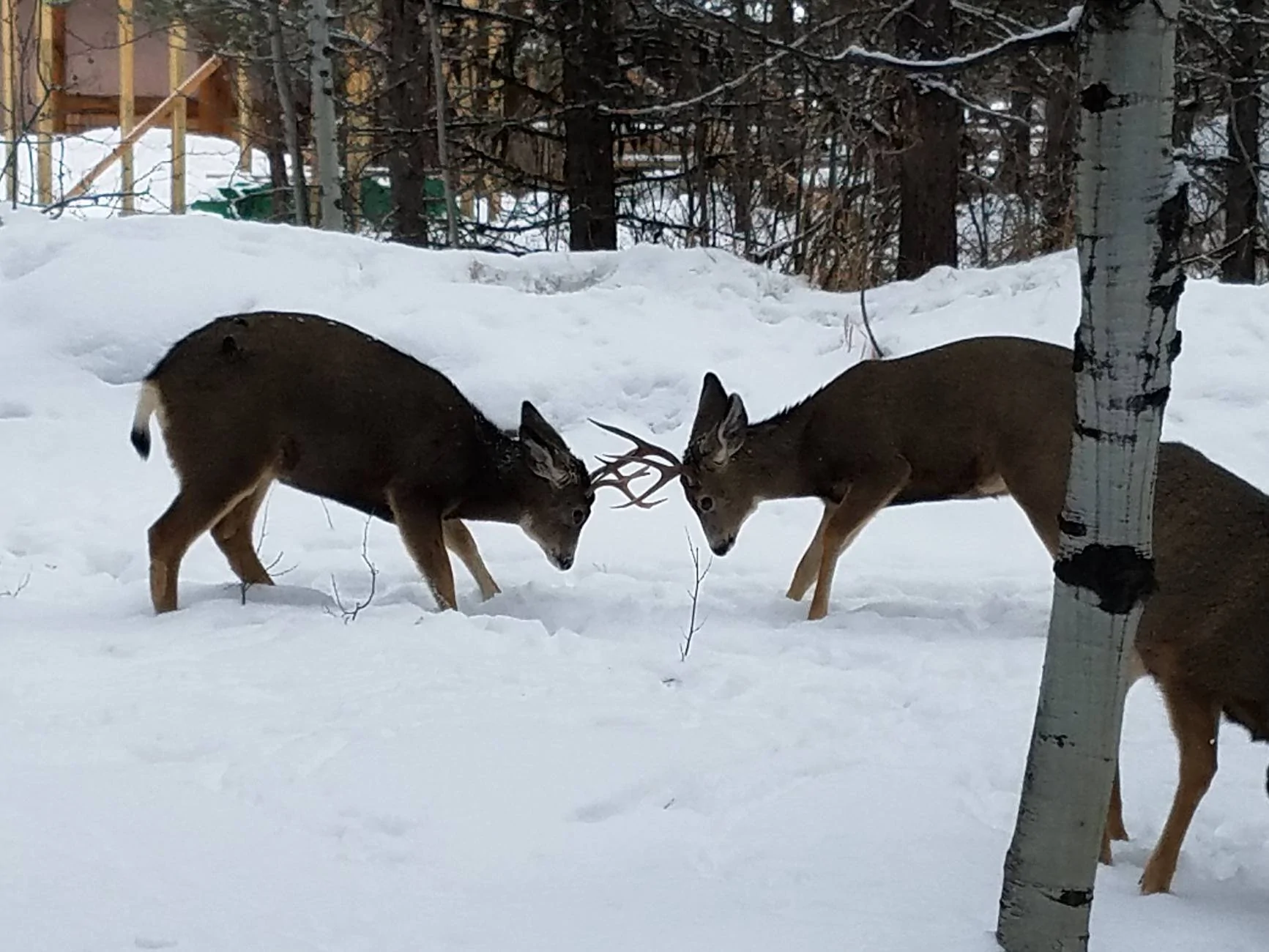 deer battle.jpg