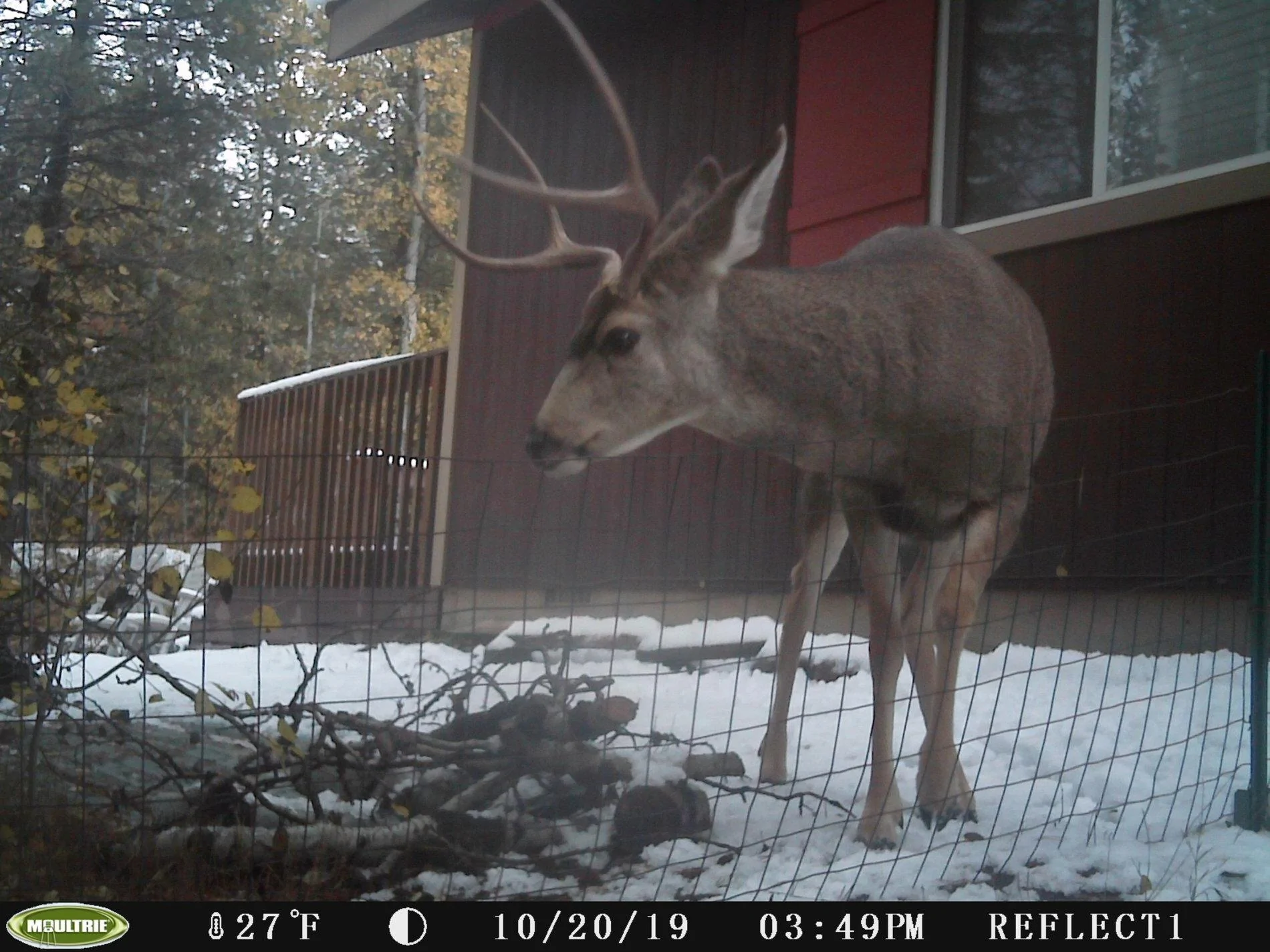buck.webp