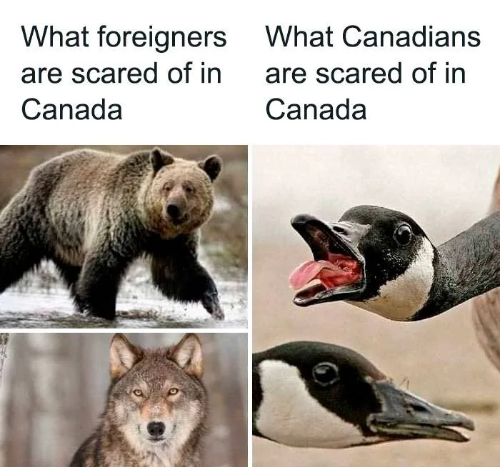 funny-canadian-memes-23-634fbce7c7fd7__700.webp