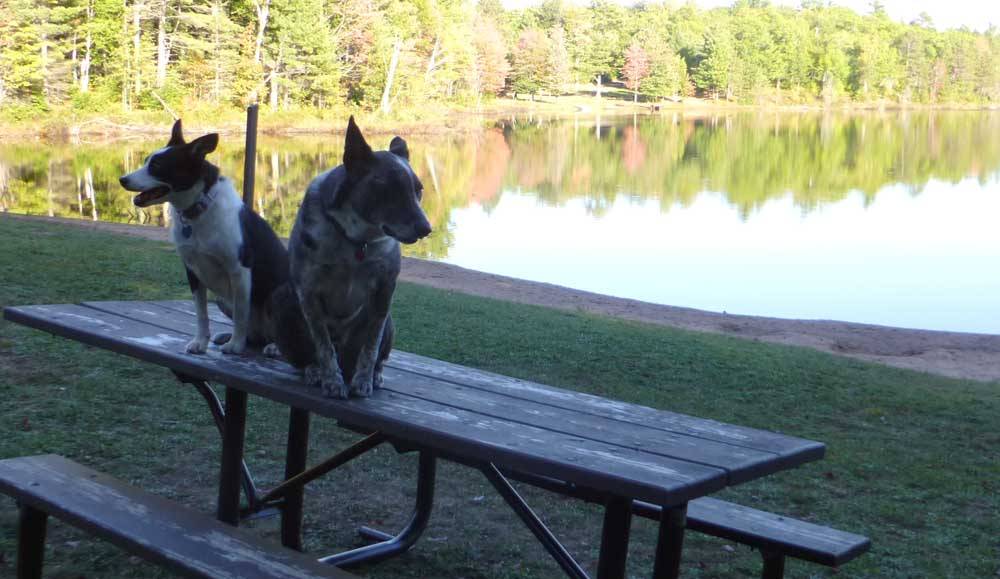 dogscort0863.jpg