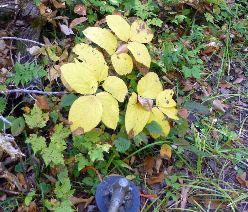 fall0903.jpg