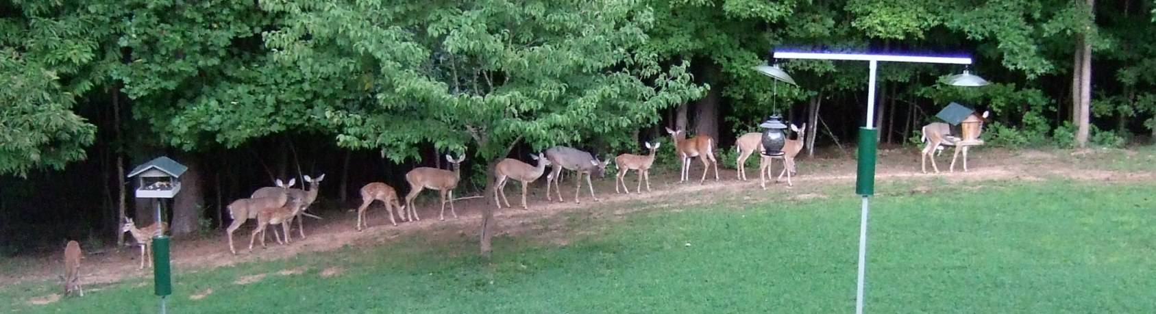 Dinner time .jpg