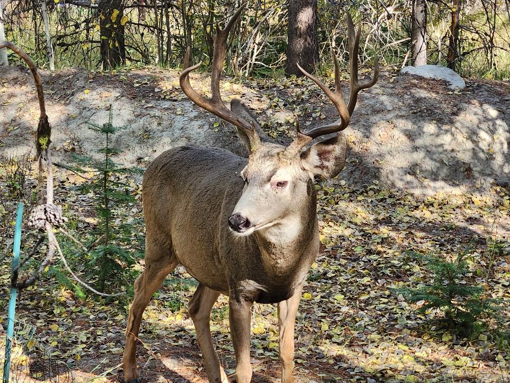 buck 100424.jpg