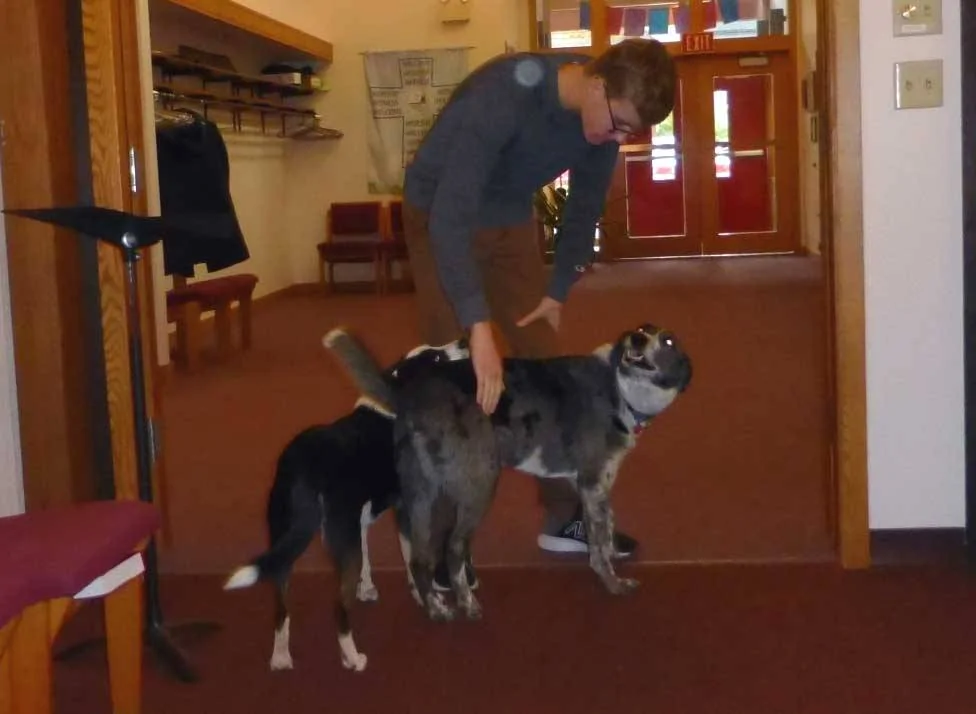gsdogs50032.webp