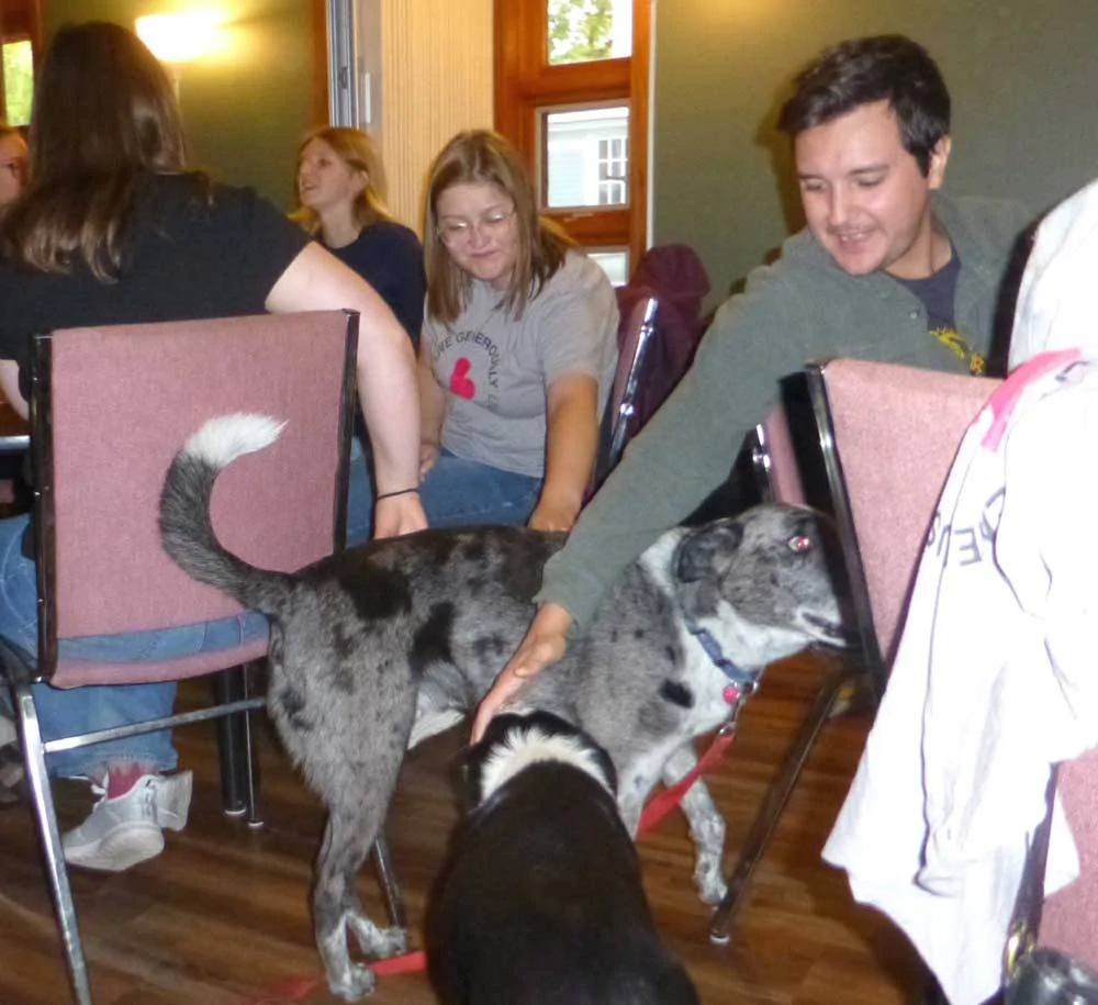 gsdogs0029.webp