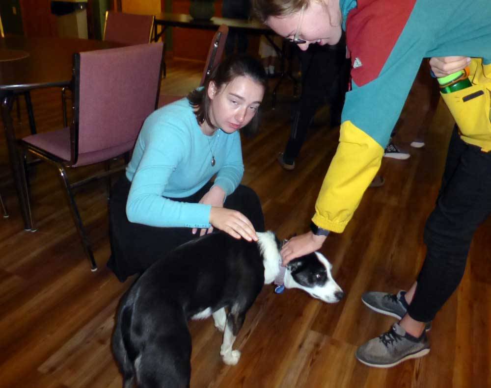 gsdogs0013.jpg