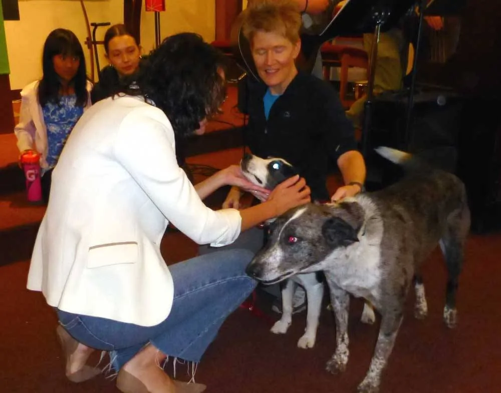 gsdogs50010.webp