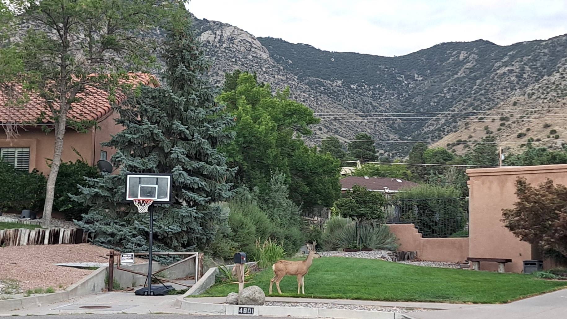 Young Buck 3.jpg