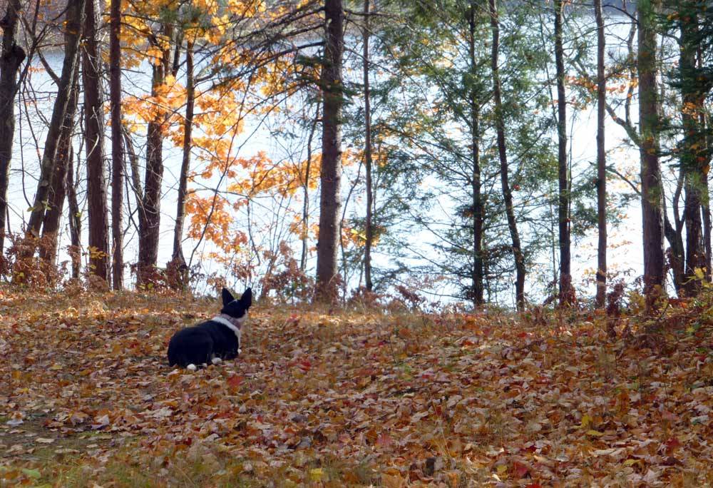 cortcampdolly0247.jpg