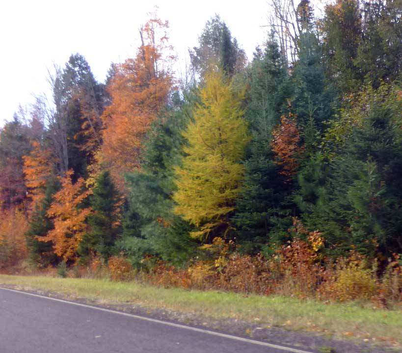 fallcolorhem50242.jpg