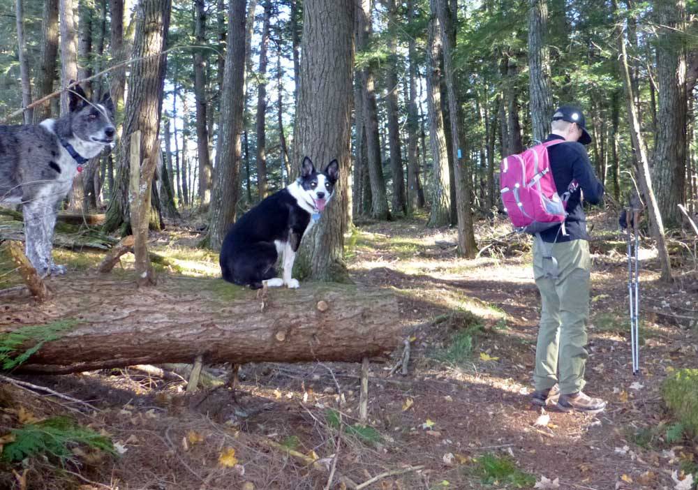 nctdogs0302.jpg