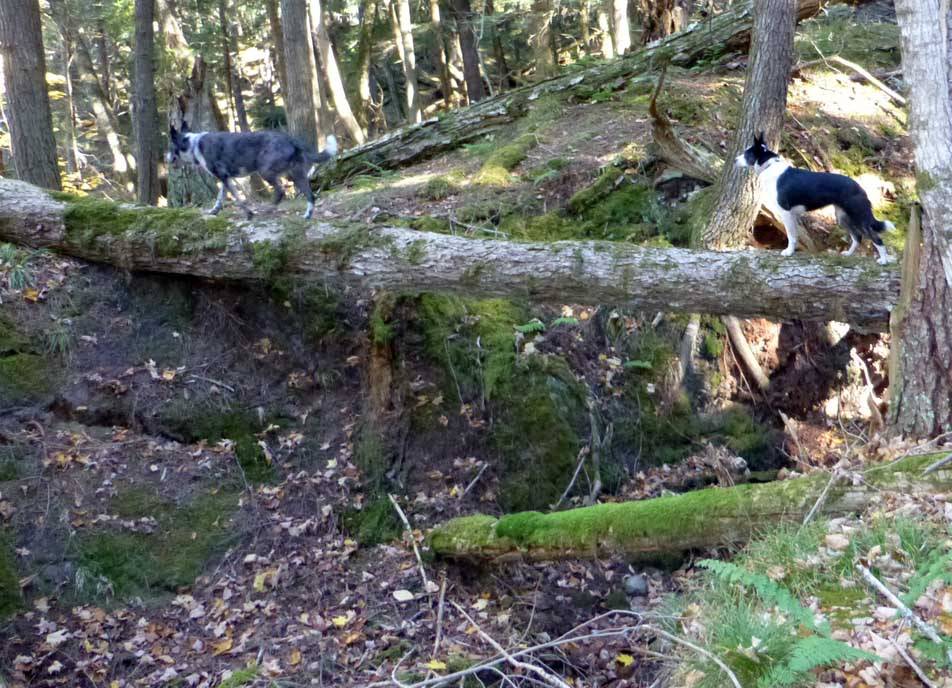 nctdogs0294.jpg