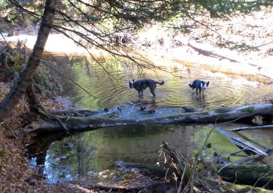 nctdogs0298.jpg