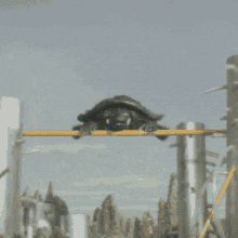 1730907121782-ip.gif