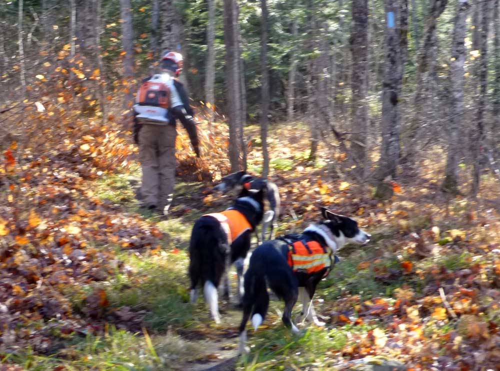 brtblowdogs516.jpg