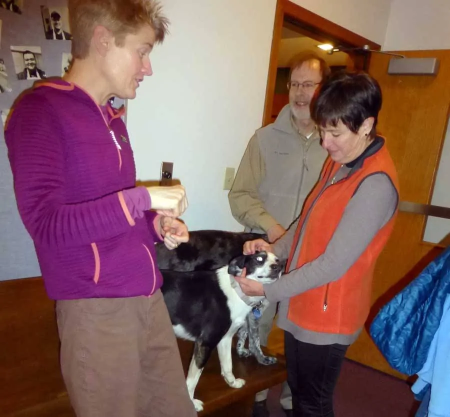 gsdogs603.webp