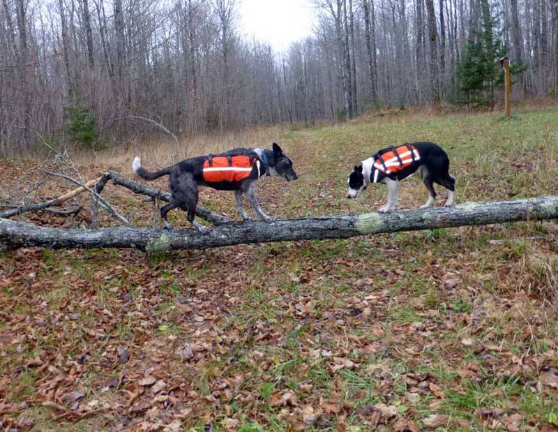 brttreedogs0670.jpg