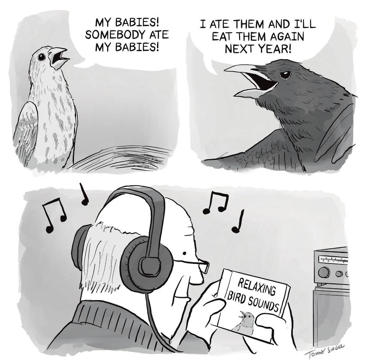 Birds.webp