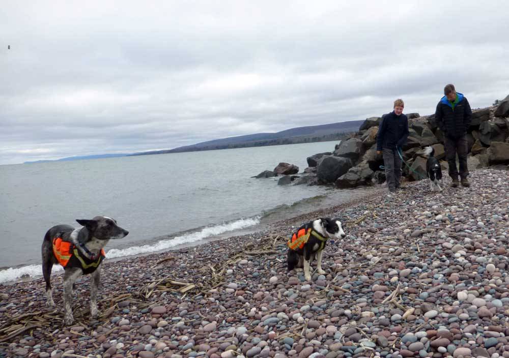 beachdogs50768.jpg