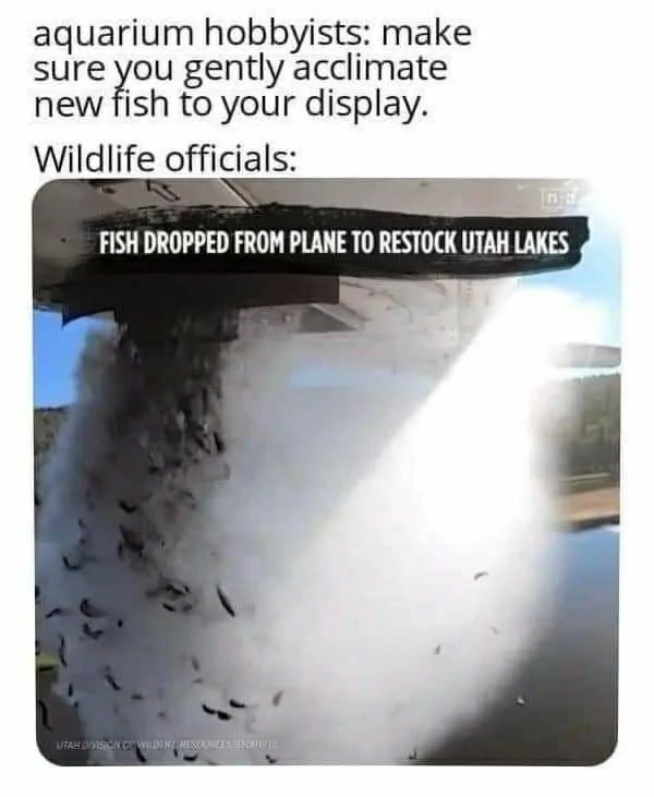 Flying Fish.webp