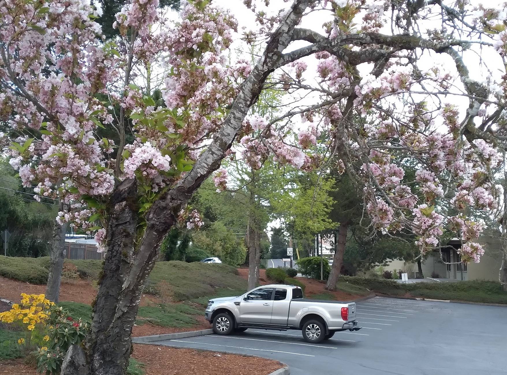Cherry blossoms .jpg