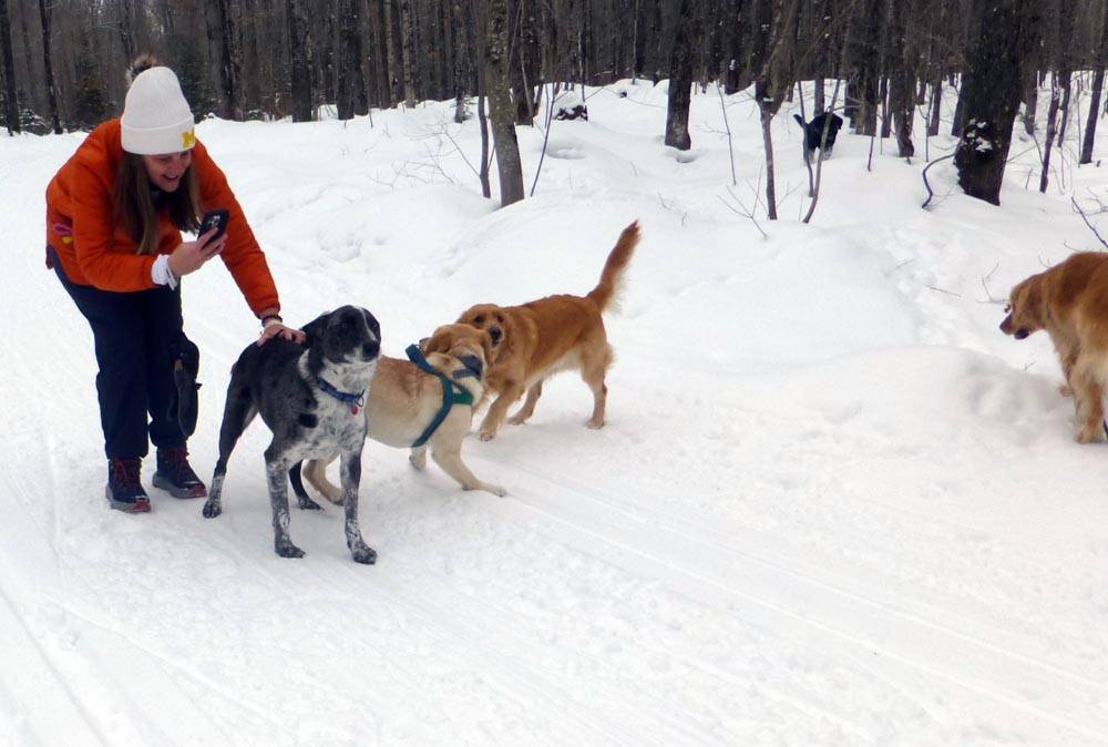 brtdogs0840.jpg