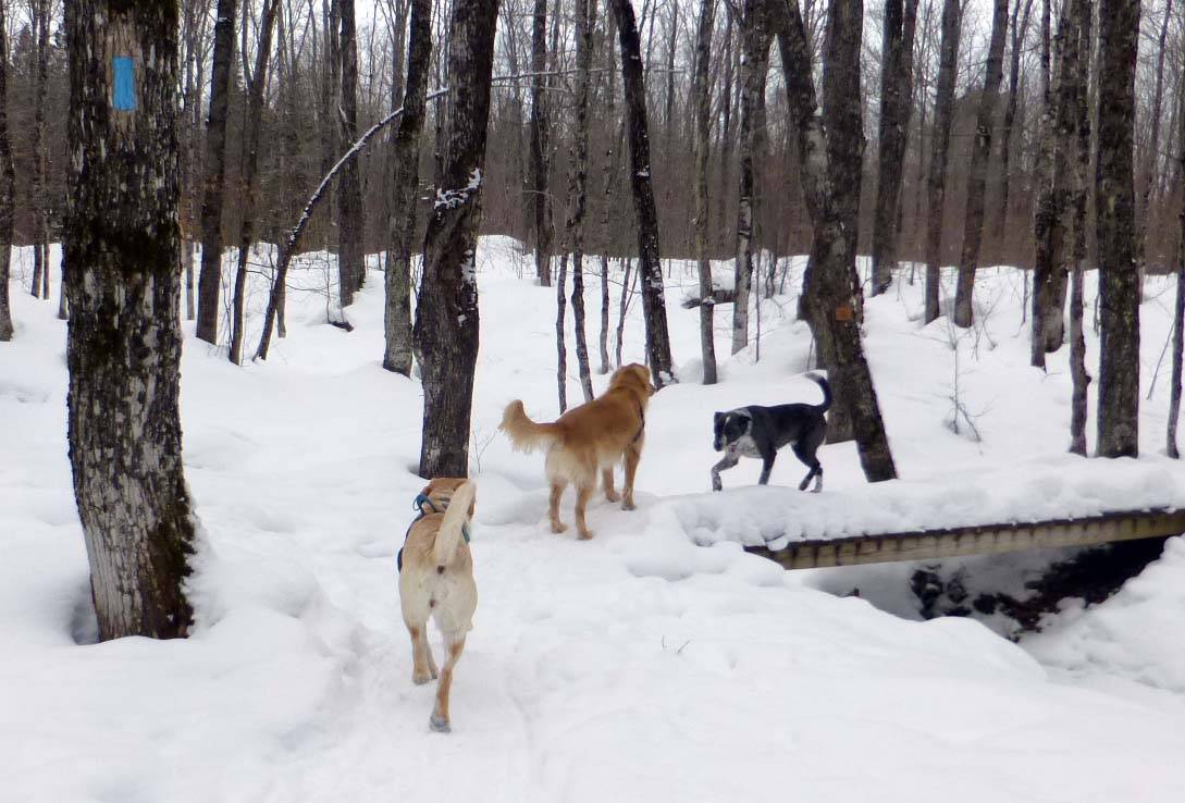 brtdogs0848.jpg