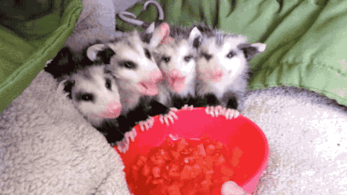 OPPOSUMS.gif