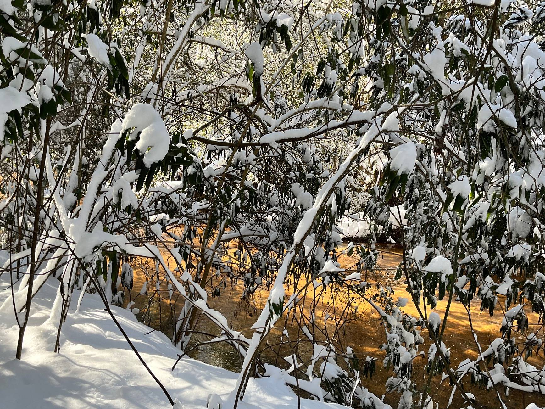 IMG_3557.jpeg