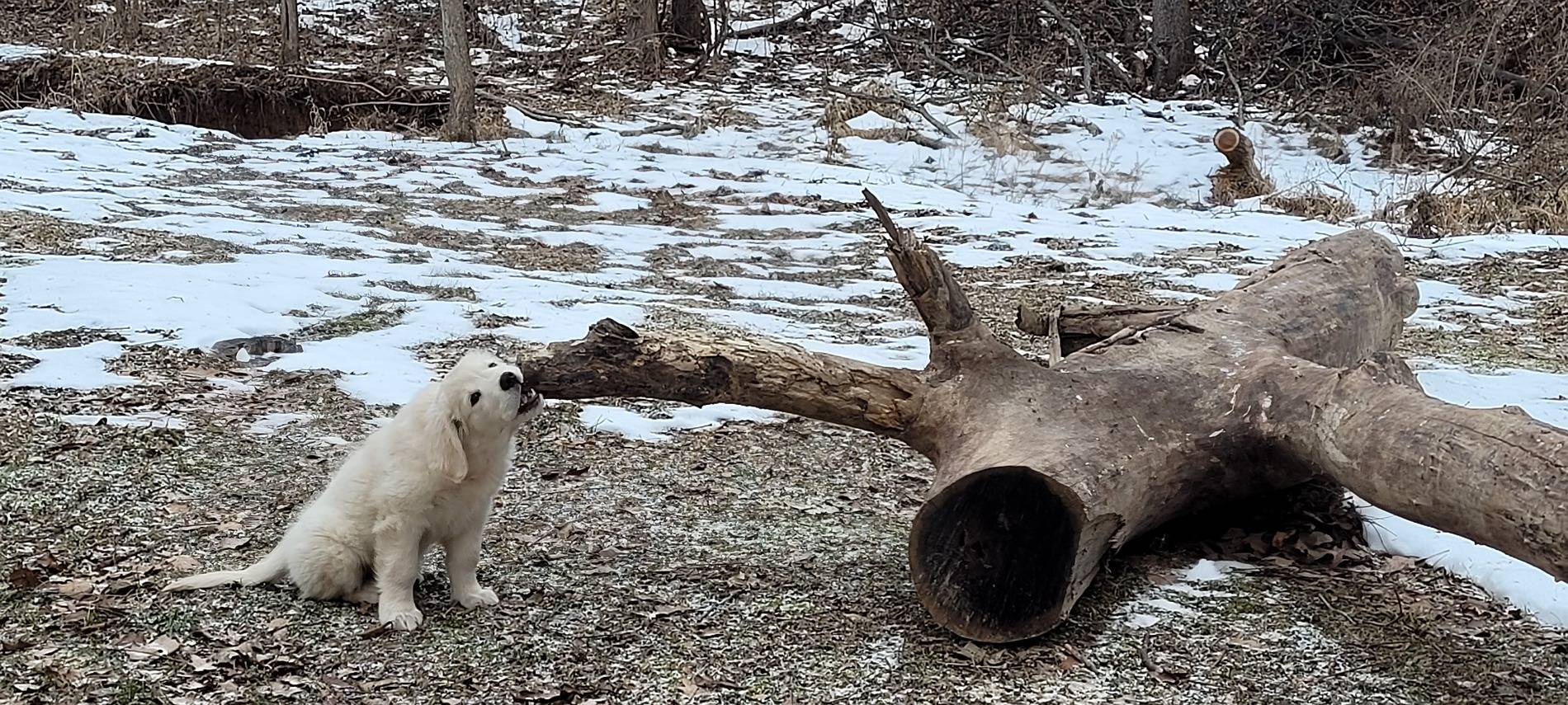 retriever_training.jpg