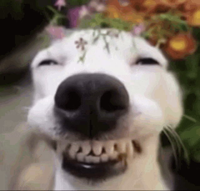 IMG_0048.gif