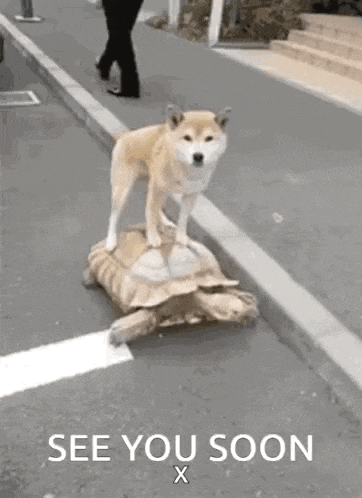 dog-turtle.gif